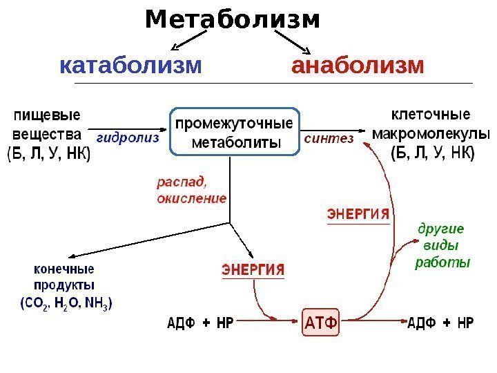 катаболизм анаболизм. Метаболизм 