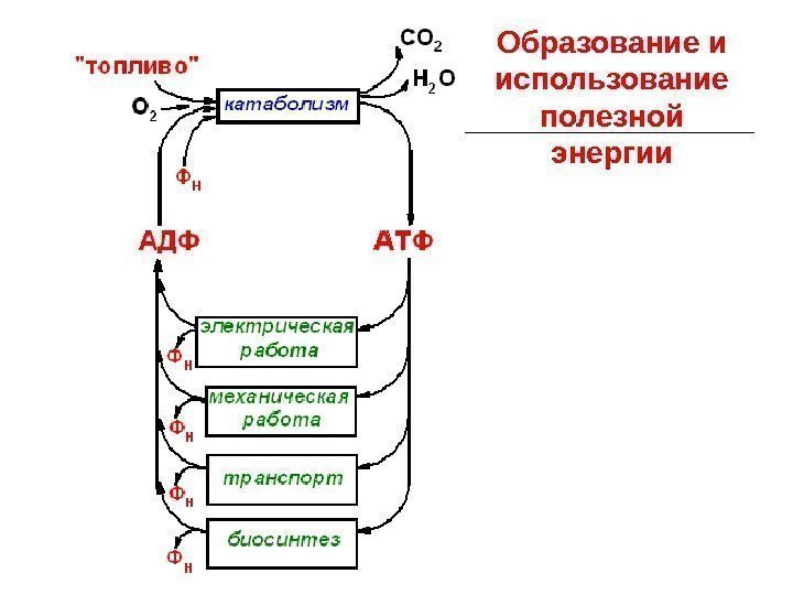 Образование и использование полезной энергии 