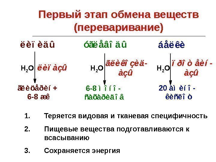 Первый этап обмена веществ (переваривание) ë è ï è ä û óãë åâ î