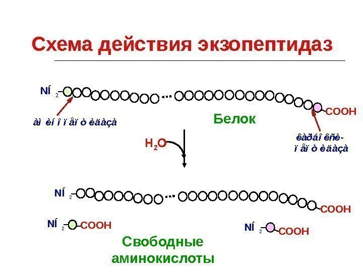 Схема действия экзопептидаз. NÍ 2 COOH àì èí î ï åï ò èä àçà