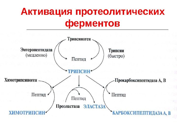 Активация протеолитических ферментов 