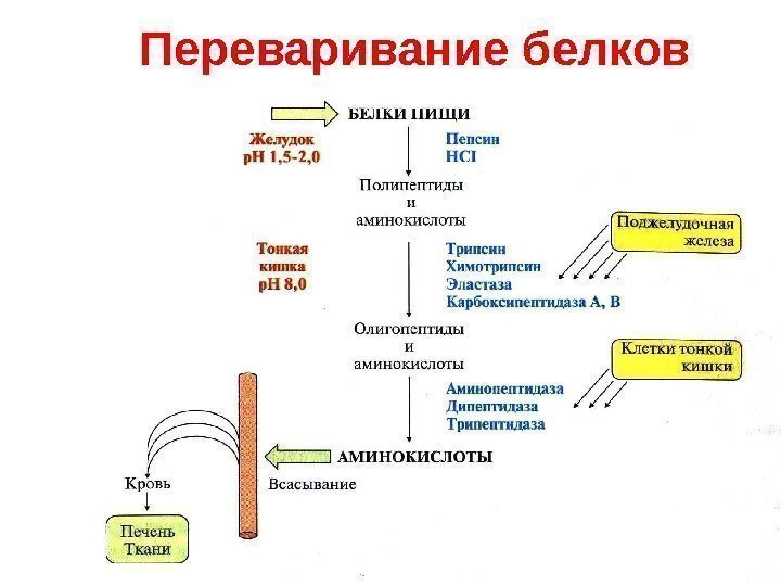 Переваривание белков 