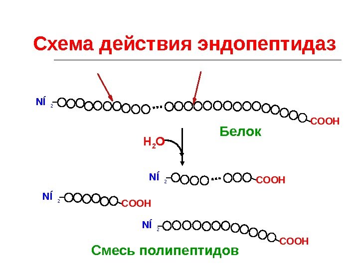 NÍ2 COOH NÍ 2 COOHNÍ 2 Схема действия эндопептидаз Н 2 О Смесь полипептидов