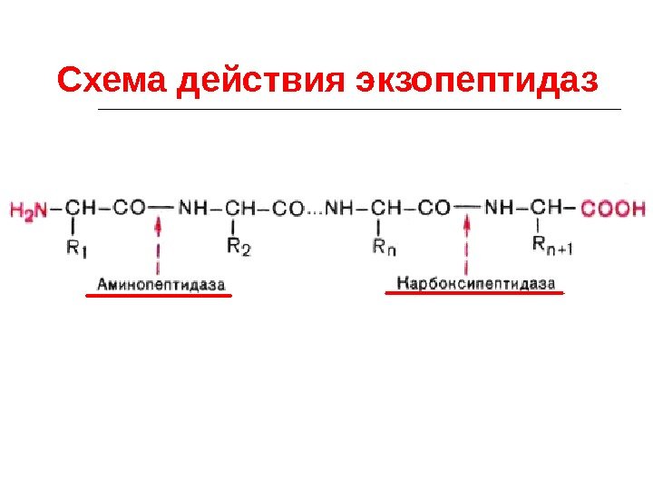 Схема действия экзопептидаз 