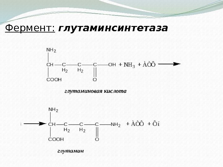Фермент:  глутаминсинтетаза 