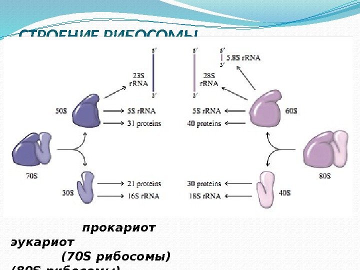 СТРОЕНИЕ РИБОСОМЫ    прокариот    эукариот   (70 S