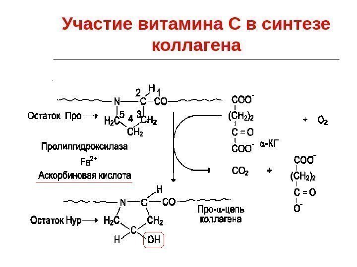 Синтез коллагена презентация