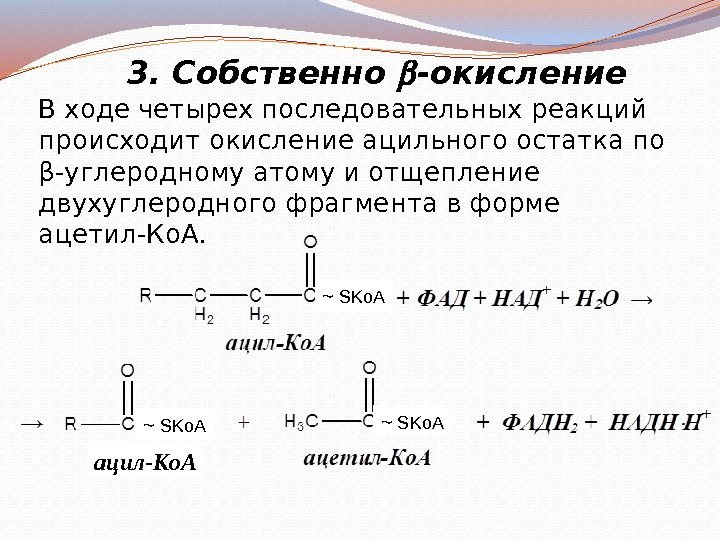3. Собственно -окисление В ходе четырех последовательных реакций происходит окисление ацильного остатка по β-углеродному