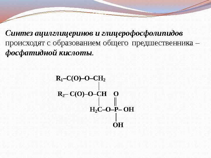 Синтез ацилглицеринов и глицерофосфолипидов  происходят с образованием общего предшественника – фосфатидной кислоты. 