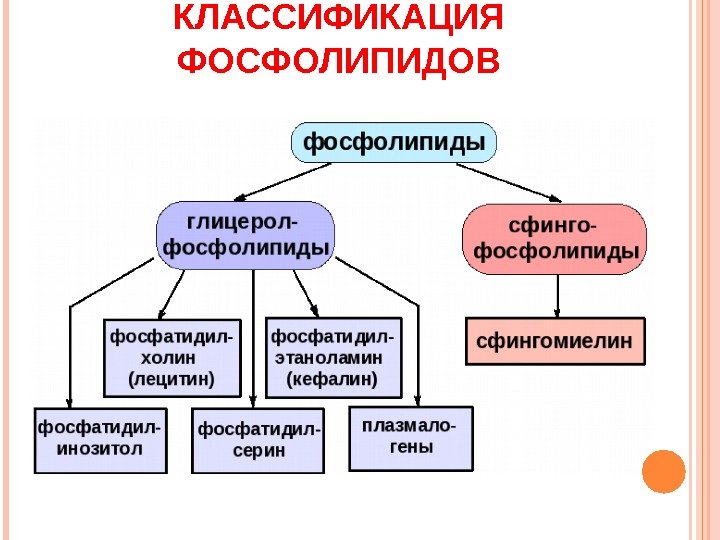 КЛАССИФИКАЦИЯ ФОСФОЛИПИДОВ  
