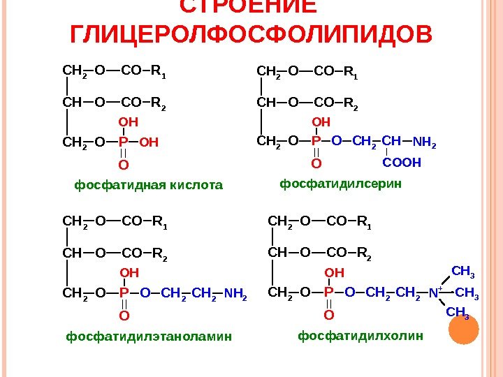 СТРОЕНИЕ  ГЛИЦЕРОЛФОСФОЛИПИДОВСН 2 СН СН 2 OCОR 1 OCОR 2 OPOH O OH