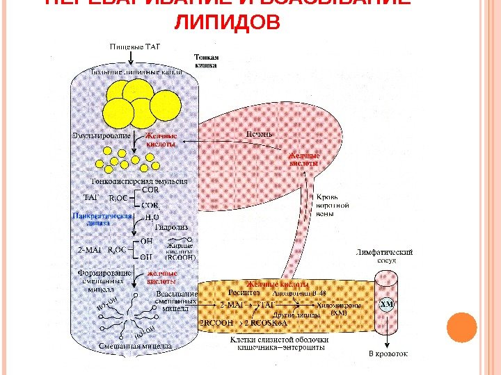 ПЕРЕВАРИВАНИЕ И ВСАСЫВАНИЕ ЛИПИДОВ  