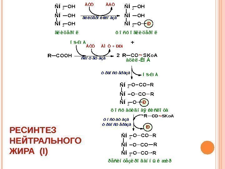 РЕСИНТЕЗ НЕЙТРАЛЬНОГО ЖИРА ( I)ÑÍ2 ÑÍ ÑÍ2 OH OH OH  ãë è öåðî
