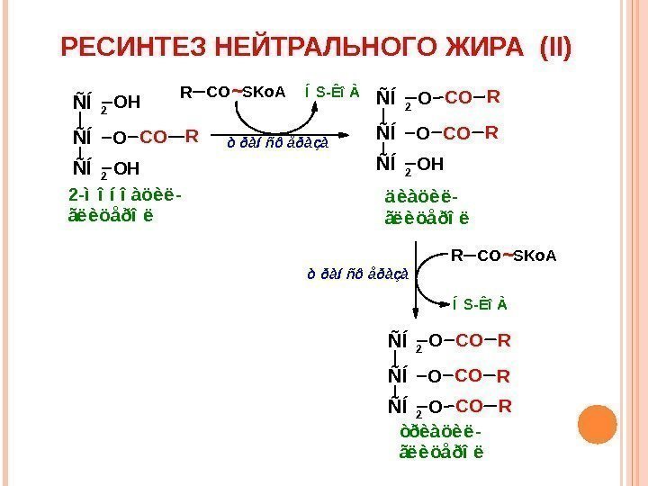 РЕСИНТЕЗ НЕЙТРАЛЬНОГО ЖИРА ( II) ÑÍ 2 ÑÍ ÑÍ 2 O H O O
