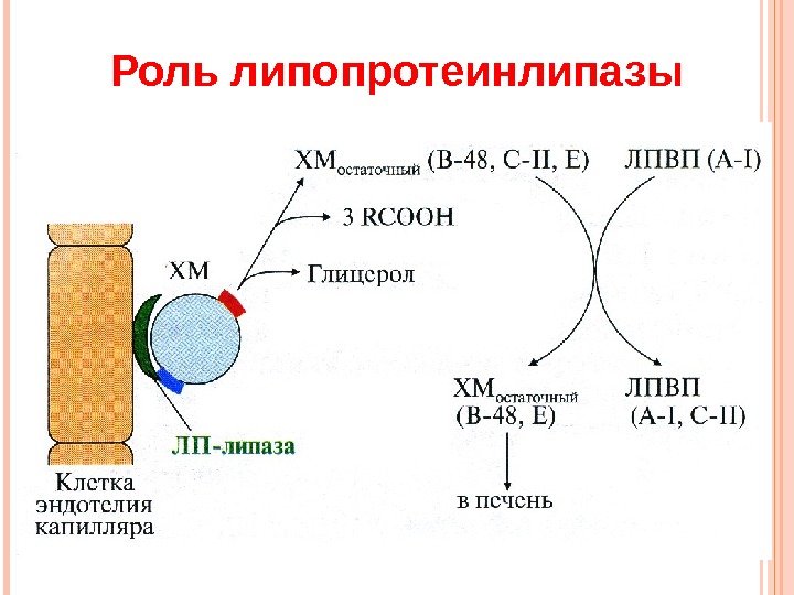 Роль липопротеинлипазы  