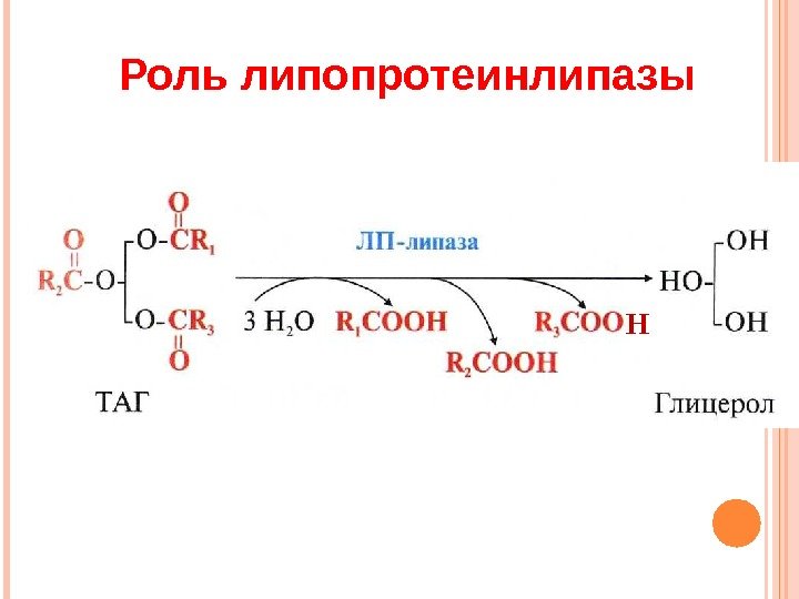 Роль липопротеинлипазы Н  