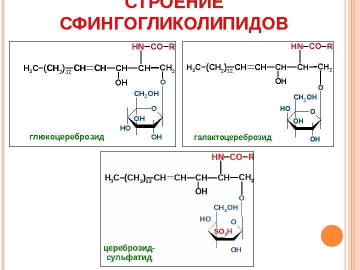 СТРОЕНИЕ СФИНГОГЛИКОЛИПИДОВСНСНСН(CН 2)12 CH 3 СНСН 2 OOH NHСОR O СН 2 ОН OH