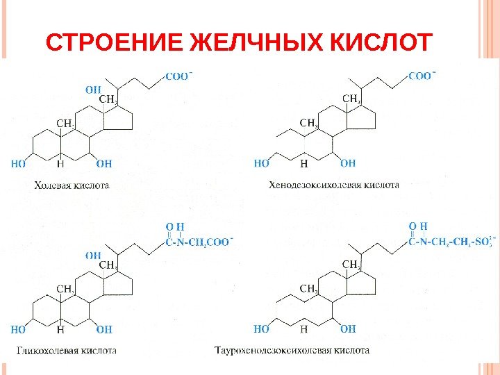 СТРОЕНИЕ ЖЕЛЧНЫХ КИСЛОТ  