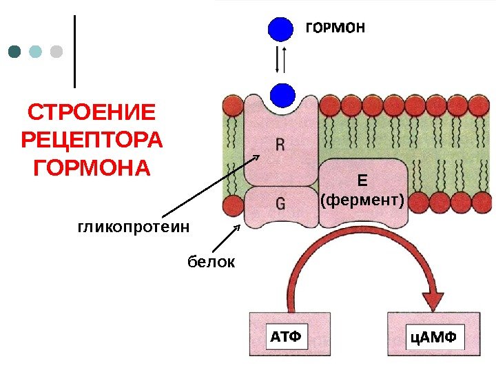 СТРОЕНИЕ РЕЦЕПТОРА ГОРМОНА Е (фермент) белокгликопротеин 