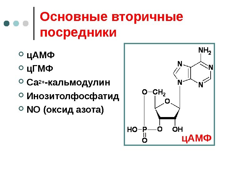 Основные вторичные посредники ц. АМФ ц. ГМФ Са 2+ -кальмодулин Инозитолфосфатид NO (оксид азота)