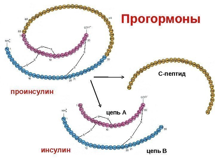 Прогормоны С-пептид цепь А цепь Впроинсулин 