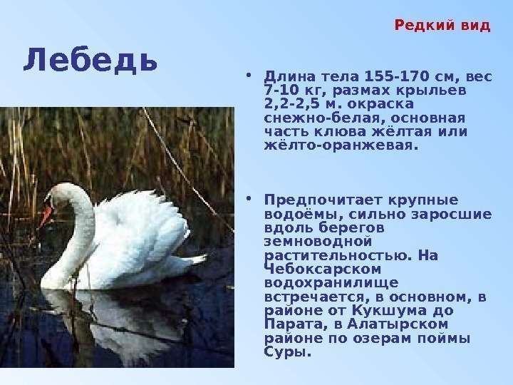 Лебедь  • Длина тела 155 -170 см, вес 7 -10 кг, размах крыльев