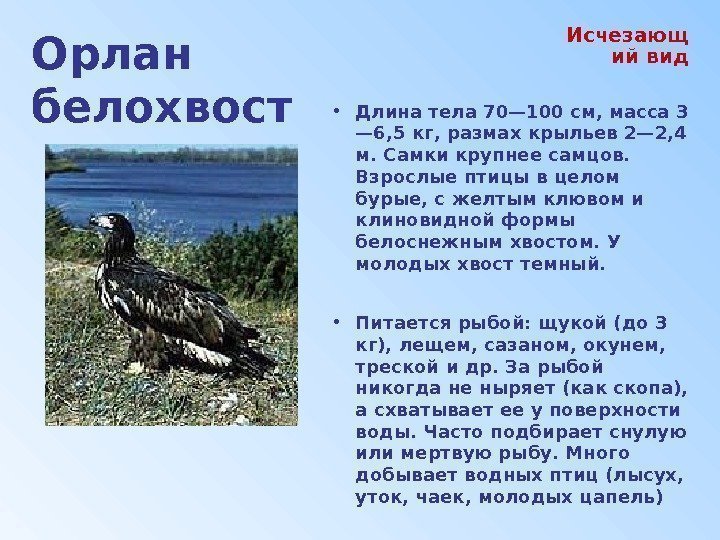 Орлан белохвост • Длина тела 70— 100 см, масса 3 — 6, 5 кг,