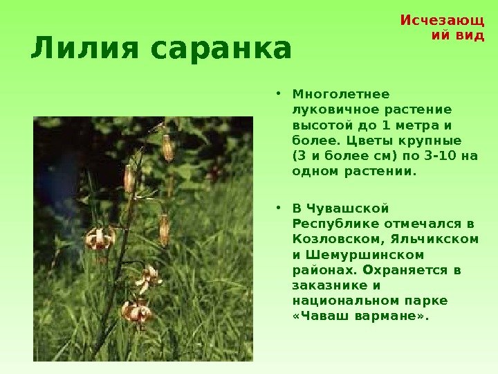 Лилия саранка • Многолетнее луковичное растение высотой до 1 метра и более. Цветы крупные