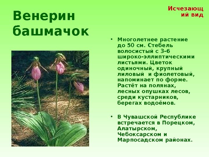 Венерин башмачок • Многолетнее растение до 50 см. Стебель волосистый с 3 -6 широко-эллиптическими