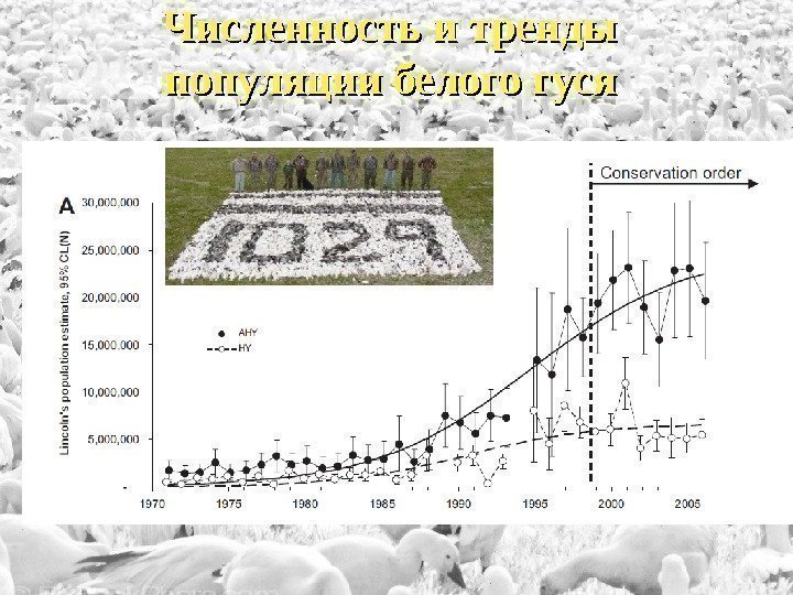 Численность и тренды популяции белого гуся 