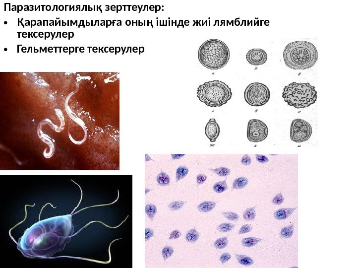 Паразитологиялық зерттеулер:  • Қарапайымдыларға оның ішінде жиі лямблийге тексерулер • Гельметтерге тексерулер 