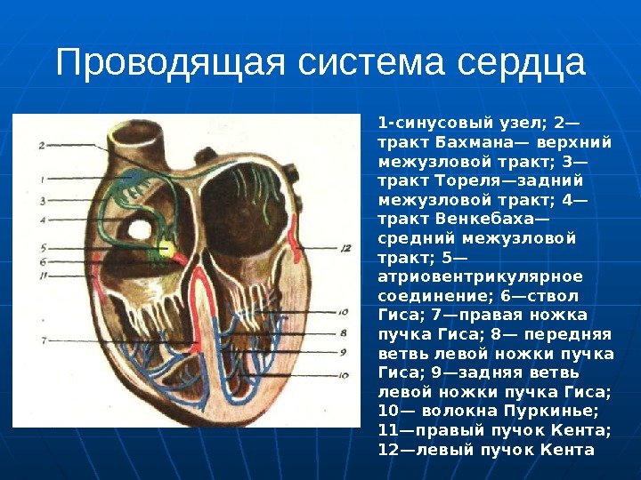 Проводящая система сердца 1 -синусовый узел; 2— тракт Бахмана— верхний межузловой тракт; 3— тракт
