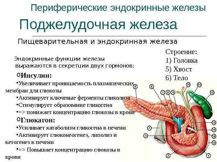 Периферические эндокринные железы Пищеварительная и эндокринная железа Поджелудочная железа Строение: 1) Головка 5) Хвост