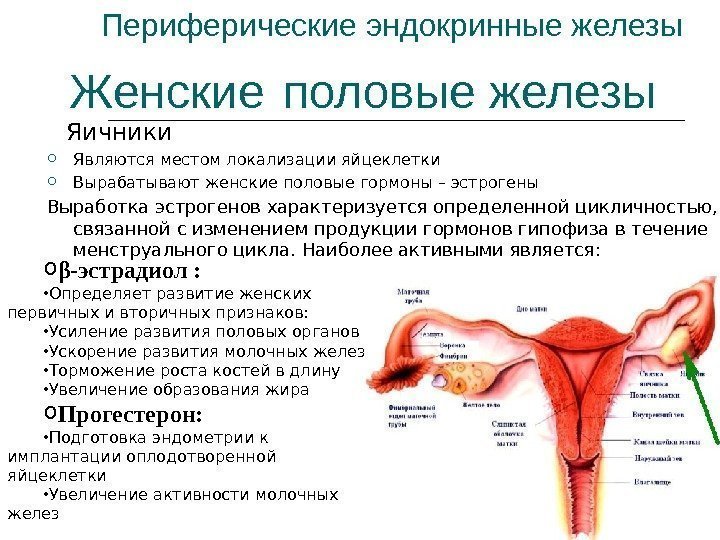 Периферические эндокринные железы Яичники Являются местом локализации яйцеклетки Вырабатывают женские половые гормоны – эстрогены