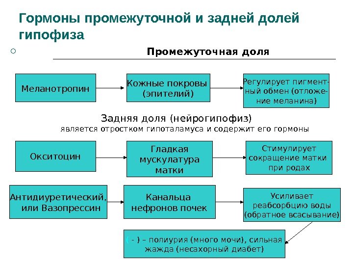 Гормоны промежуточной и задней долей гипофиза    Промежуточная доля Меланотропин Кожные покровы