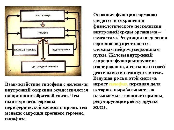 Секреция половых гормонов контроль деятельности желез внутренней