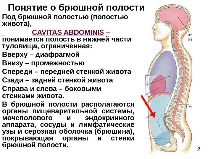 2 Под брюшной полостью (полостью живота),     CAVITAS ABDOMINIS – понимается