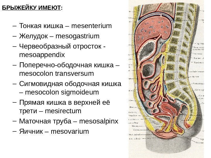 1 Лекция № 10 Функциональная анатомия б…