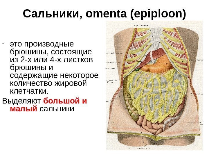 13 Сальники , omenta (epiploon) - это производные брюшины, состоящие из 2 -х или