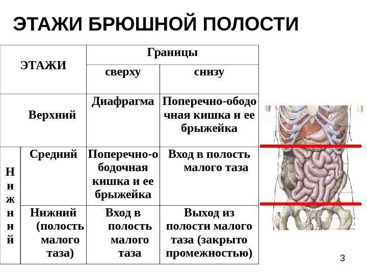 3 ЭТАЖИ  БРЮШНОЙ ПОЛОСТИ ЭТАЖИ Границы сверху снизу  Верхний Диафрагма Поперечно-ободо чная