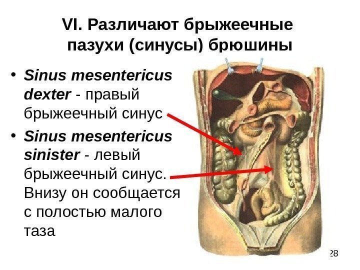 28 VI. Различают брыжеечные пазухи (синусы) брюшины • Sinus mesentericus dexter - правый брыжеечный