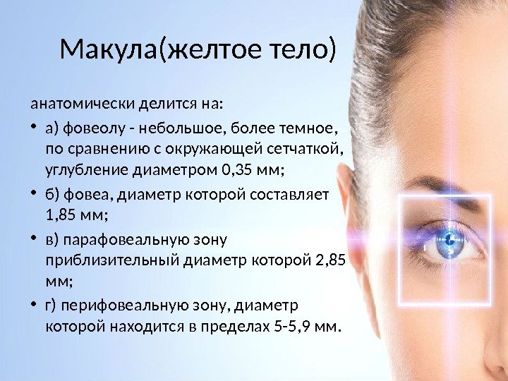 Макула(желтое тело) анатомически делится на:  • a) фовеолу - небольшое, более темное, 