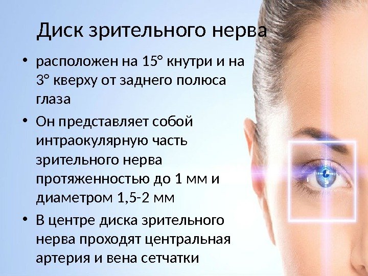 Диск зрительного нерва • расположен на 15° кнутри и на 3° кверху от заднего