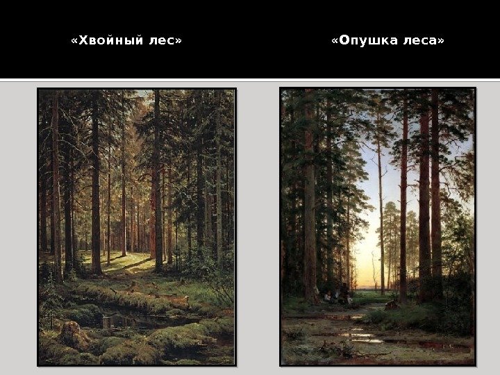   «Хвойный лес»      «Опушка леса» 