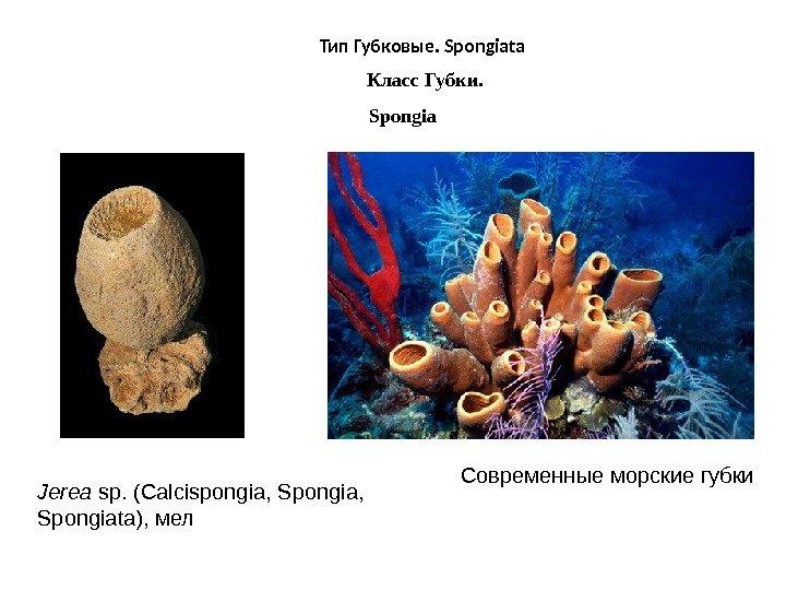 Тип Губковые. Spongiata Класс Губки.  Spongia Современные морские губки Jerea sp. ( Calcispongia
