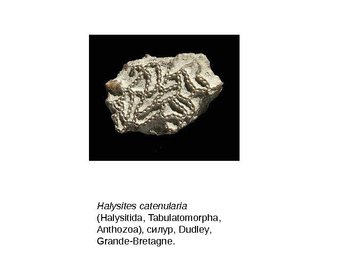 Halysites catenularia ( Halysitida ,  Tabulatomorpha ,  Anthozoa ), силур,  Dudley
