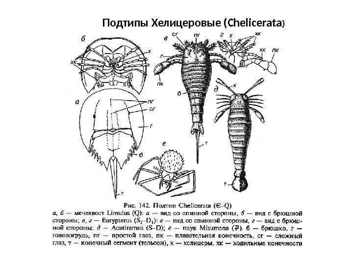 Подтипы Хелицеровые (Chelicerata ) 