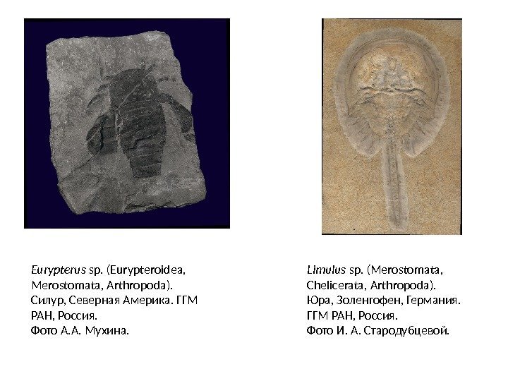 Eurypterus sp. (Eurypteroidea,  Merostomata, Arthropoda). Силур, Северная Америка. ГГМ РАН, Россия. Фото А.