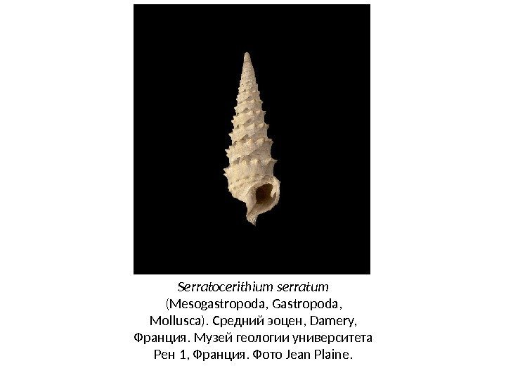 Serratocerithium serratum (Mesogastropoda, Gastropoda, Mollusca). Средний эоцен, Damery,  Франция. Музей геологии университета Рен