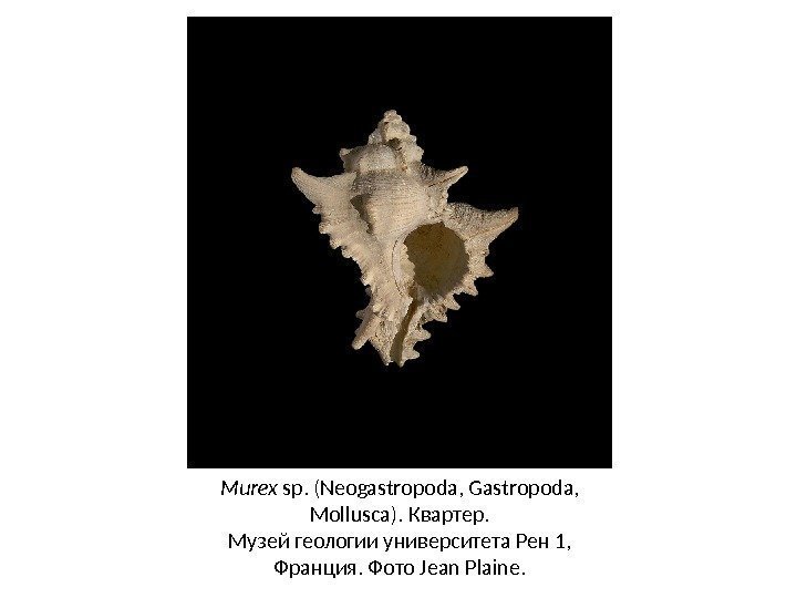 Murex sp. (Neogastropoda, Gastropoda,  Mollusca).  Квартер. Музей геологии университета Рен 1, 